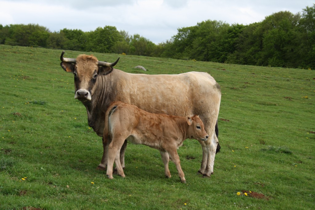 vache et veau Aubrac