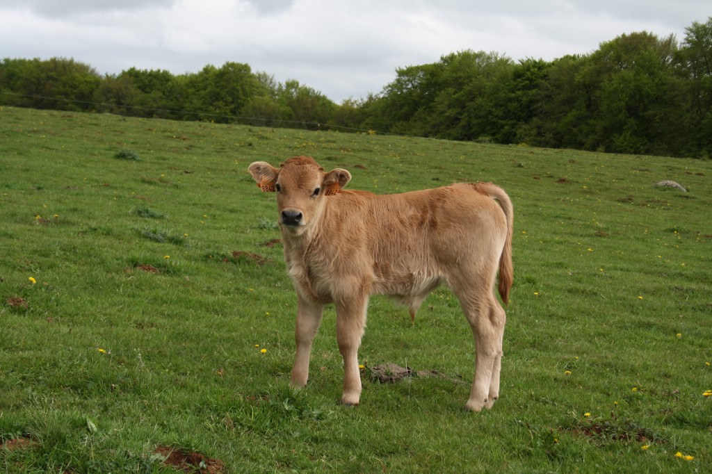 veau Aubrac 2