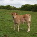 veau Aubrac 2