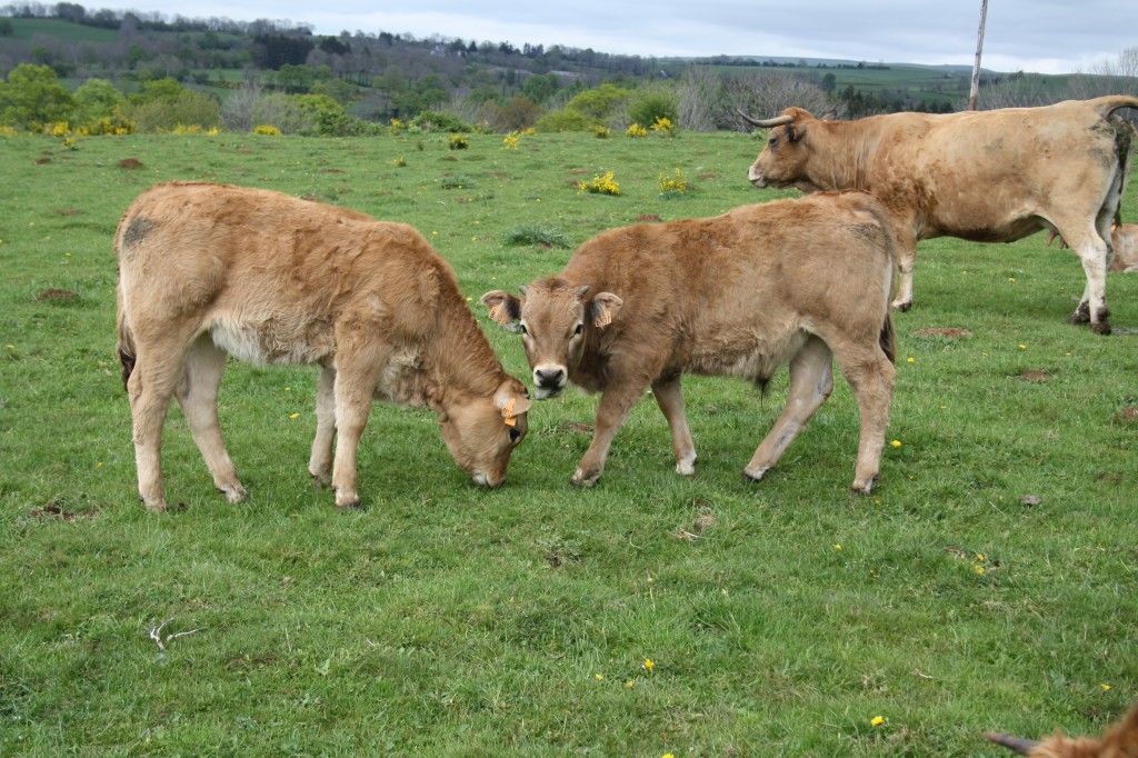 veaux Aubrac