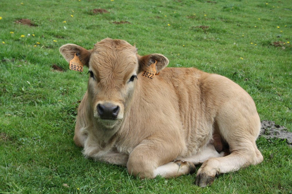 veaux Aubrac