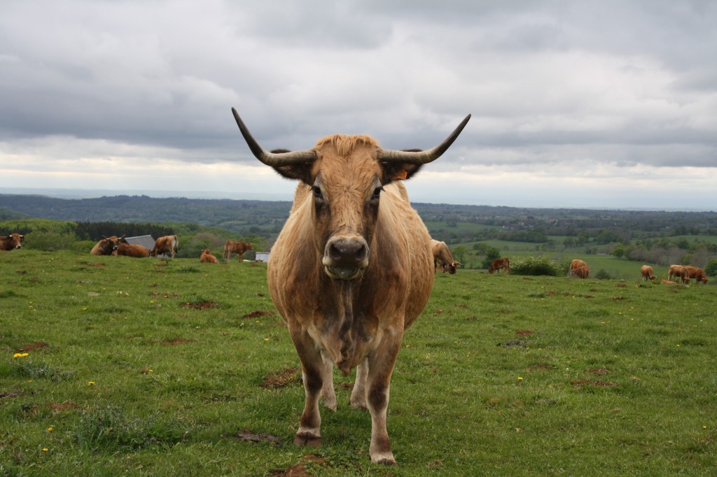 vache Aubrac