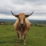 vache Aubrac