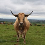 vache Aubrac