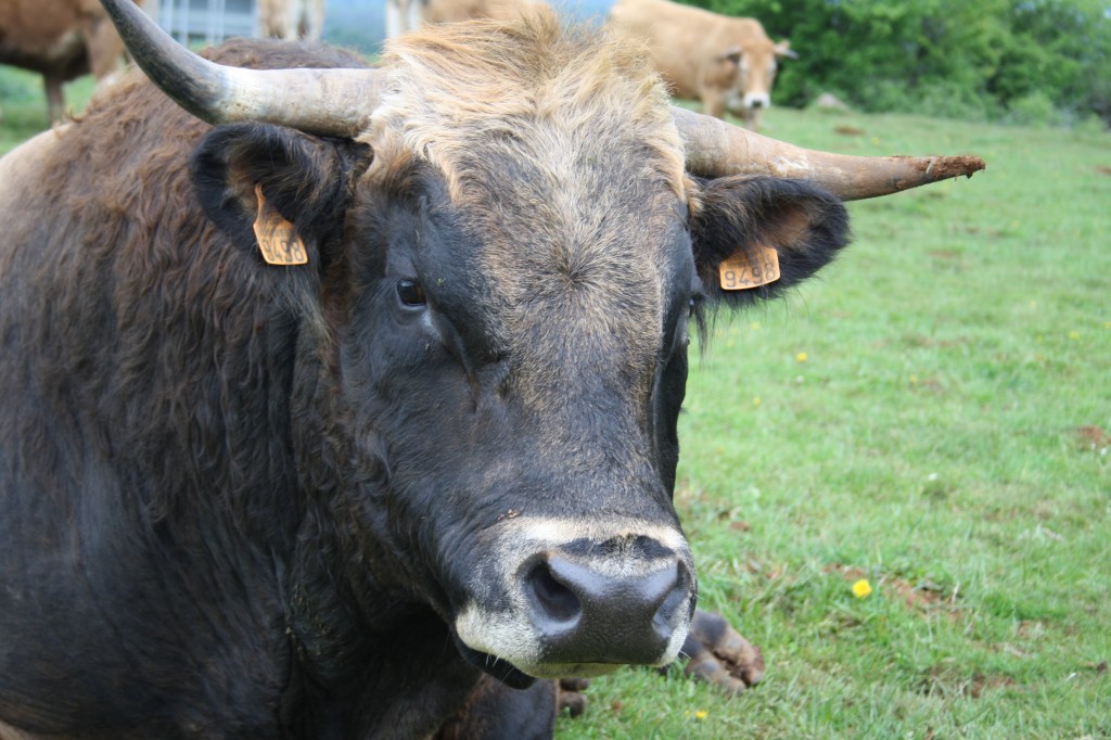 le taureau Aubrac