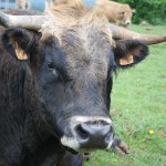 le taureau Aubrac