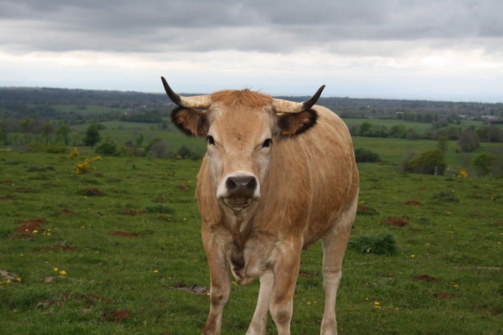 jeune Aubrac