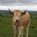 jeune Aubrac