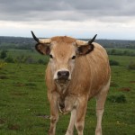 jeune Aubrac