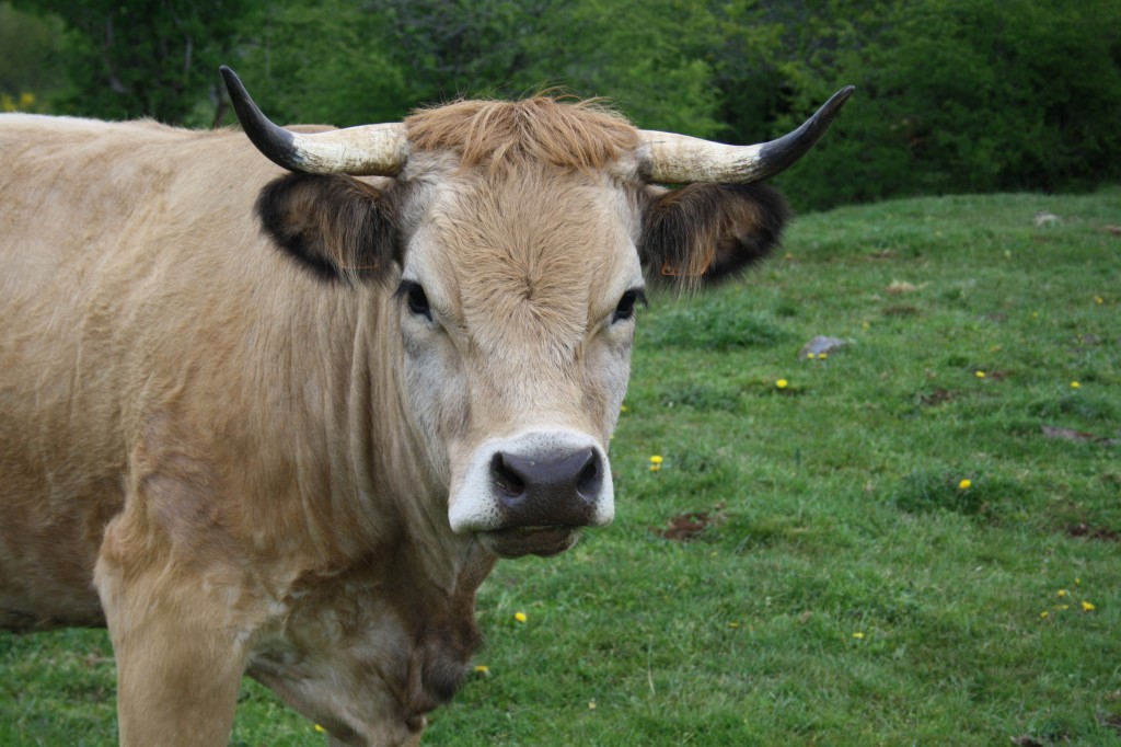 vache Aubrac 2