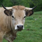 vache Aubrac 2