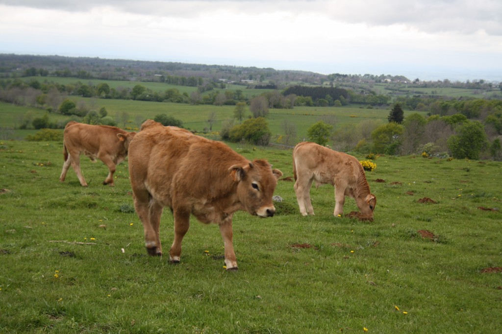 veaux Aubrac 2